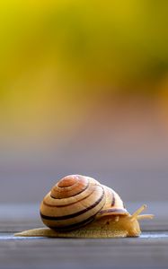 Preview wallpaper snail, shell, macro