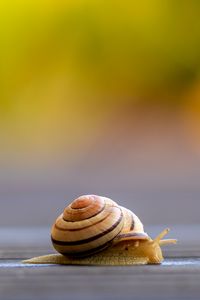 Preview wallpaper snail, shell, macro