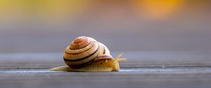 Preview wallpaper snail, shell, macro