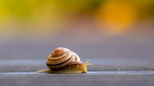 Preview wallpaper snail, shell, macro