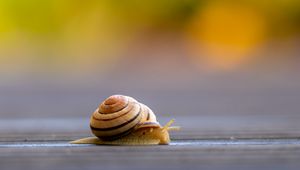 Preview wallpaper snail, shell, macro