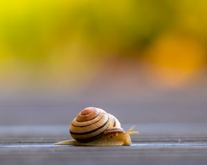 Preview wallpaper snail, shell, macro