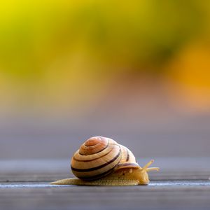 Preview wallpaper snail, shell, macro