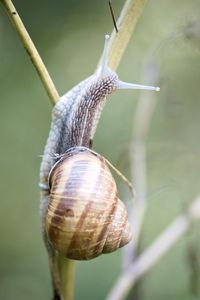 Preview wallpaper snail, shell, macro, branch