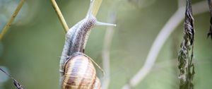 Preview wallpaper snail, shell, macro, branch