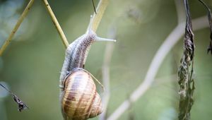 Preview wallpaper snail, shell, macro, branch