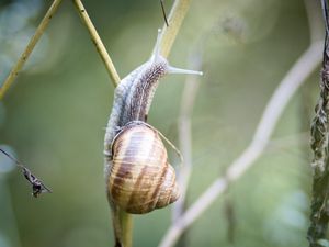 Preview wallpaper snail, shell, macro, branch