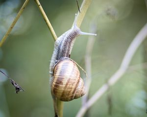 Preview wallpaper snail, shell, macro, branch