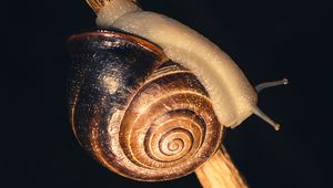 Preview wallpaper snail, shell, shellfish