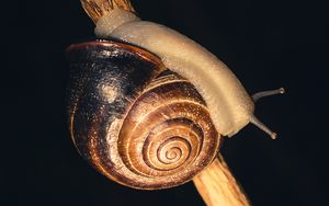 Preview wallpaper snail, shell, shellfish