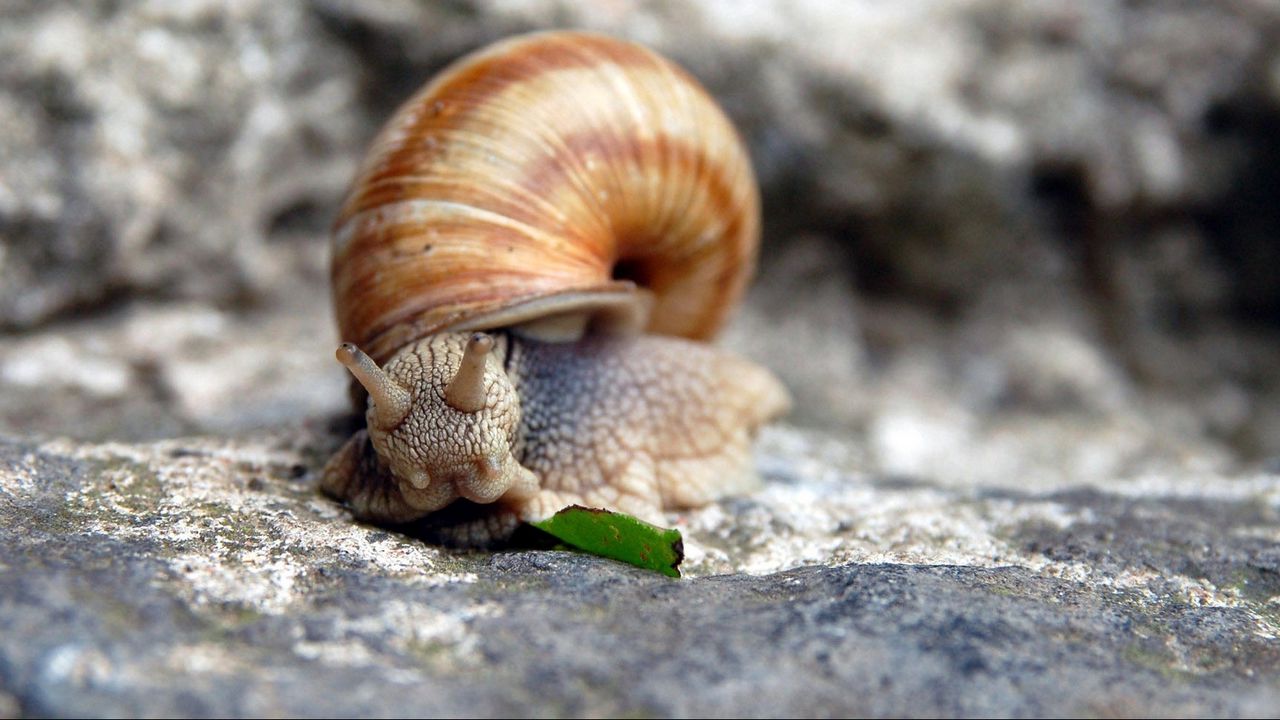 Wallpaper snail, shell, stone, horns