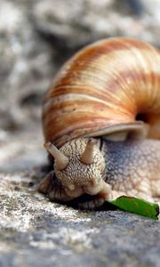 Preview wallpaper snail, shell, stone, horns