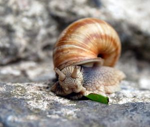 Preview wallpaper snail, shell, stone, horns
