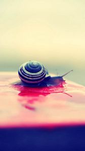 Preview wallpaper snail, shell, surface