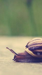 Preview wallpaper snail, shell, surface