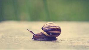 Preview wallpaper snail, shell, surface