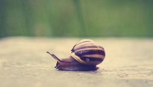 Preview wallpaper snail, shell, surface