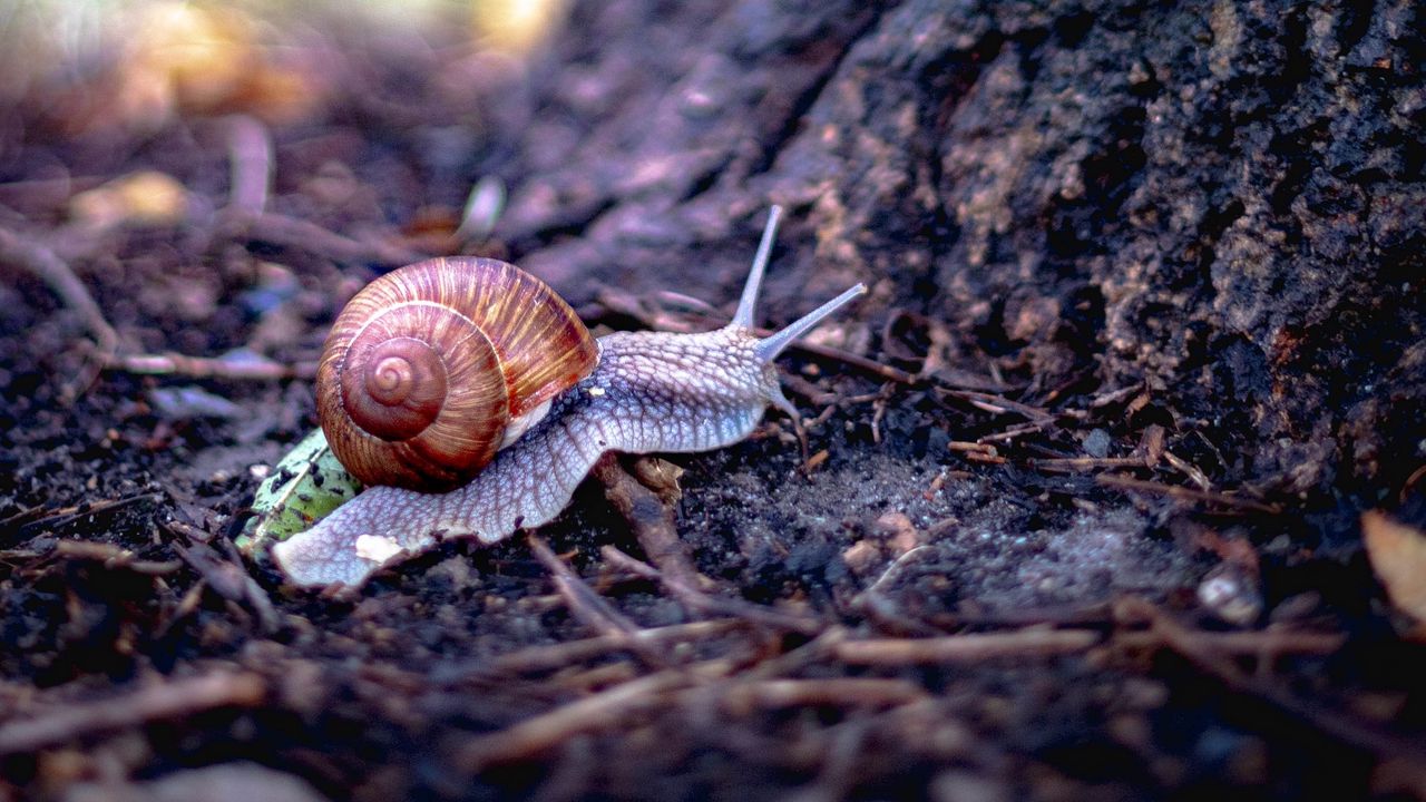 Wallpaper snail, shell, tree, macro