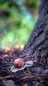 Preview wallpaper snail, shell, tree, macro