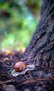 Preview wallpaper snail, shell, tree, macro