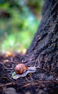 Preview wallpaper snail, shell, tree, macro