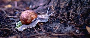 Preview wallpaper snail, shell, tree, macro