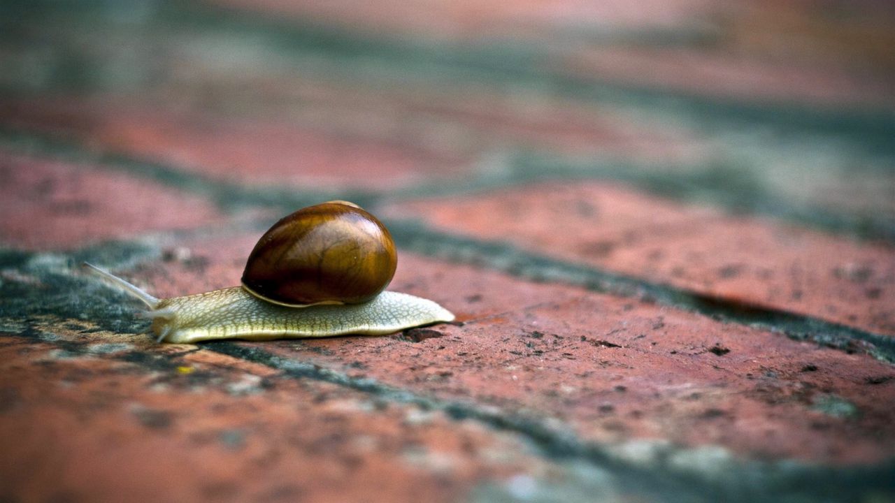 Wallpaper snail, shells, conch, horns, brick, surface, masonry