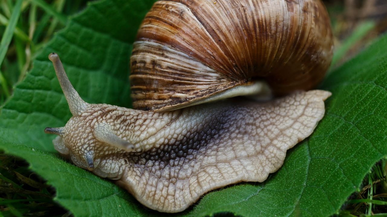Wallpaper snail, slugs, macro, shell