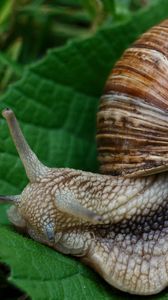 Preview wallpaper snail, slugs, macro, shell
