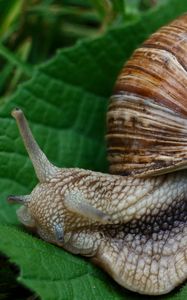 Preview wallpaper snail, slugs, macro, shell