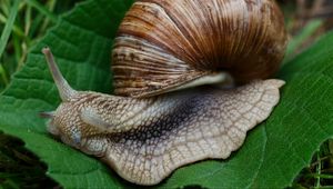 Preview wallpaper snail, slugs, macro, shell