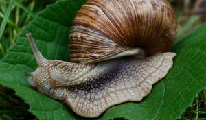 Preview wallpaper snail, slugs, macro, shell