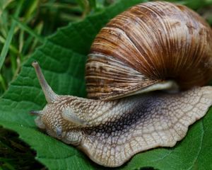 Preview wallpaper snail, slugs, macro, shell