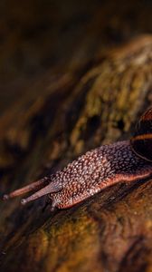 Preview wallpaper snail, stone, macro