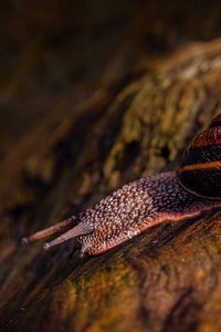 Preview wallpaper snail, stone, macro