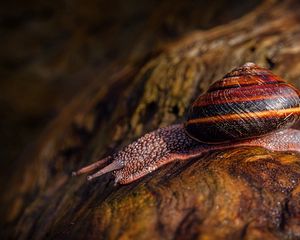 Preview wallpaper snail, stone, macro