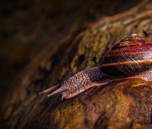 Preview wallpaper snail, stone, macro