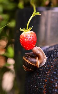 Preview wallpaper snail, strawberry, berry, fruit, macro