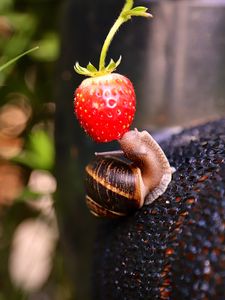 Preview wallpaper snail, strawberry, berry, fruit, macro