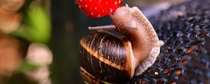 Preview wallpaper snail, strawberry, berry, fruit, macro