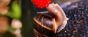 Preview wallpaper snail, strawberry, berry, fruit, macro