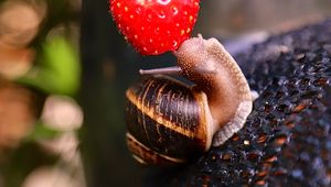 Preview wallpaper snail, strawberry, berry, fruit, macro