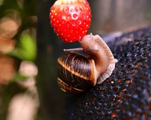 Preview wallpaper snail, strawberry, berry, fruit, macro