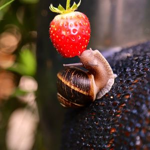 Preview wallpaper snail, strawberry, berry, fruit, macro