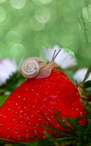 Preview wallpaper snail, strawberry, grass, close-up