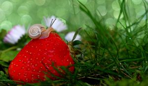 Preview wallpaper snail, strawberry, grass, close-up