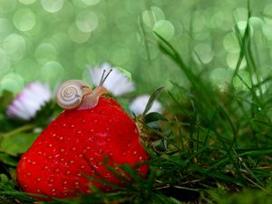 Preview wallpaper snail, strawberry, grass, close-up