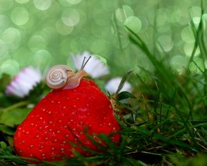 Preview wallpaper snail, strawberry, grass, close-up