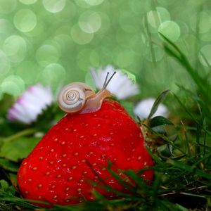 Preview wallpaper snail, strawberry, grass, close-up