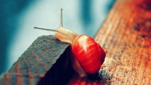 Preview wallpaper snail, wood, macro, floor